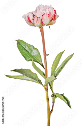 dark and light red peony single flower with green leaves