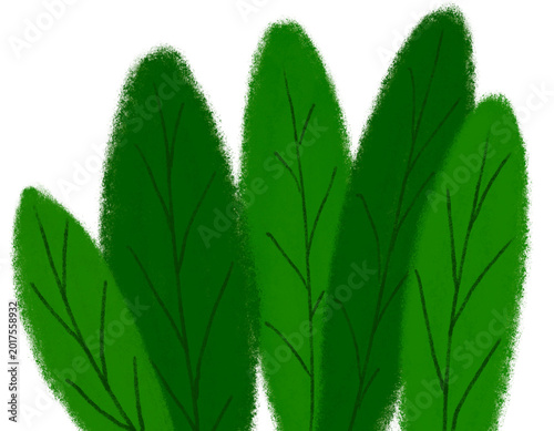 tall grass blades clipart isolated on white