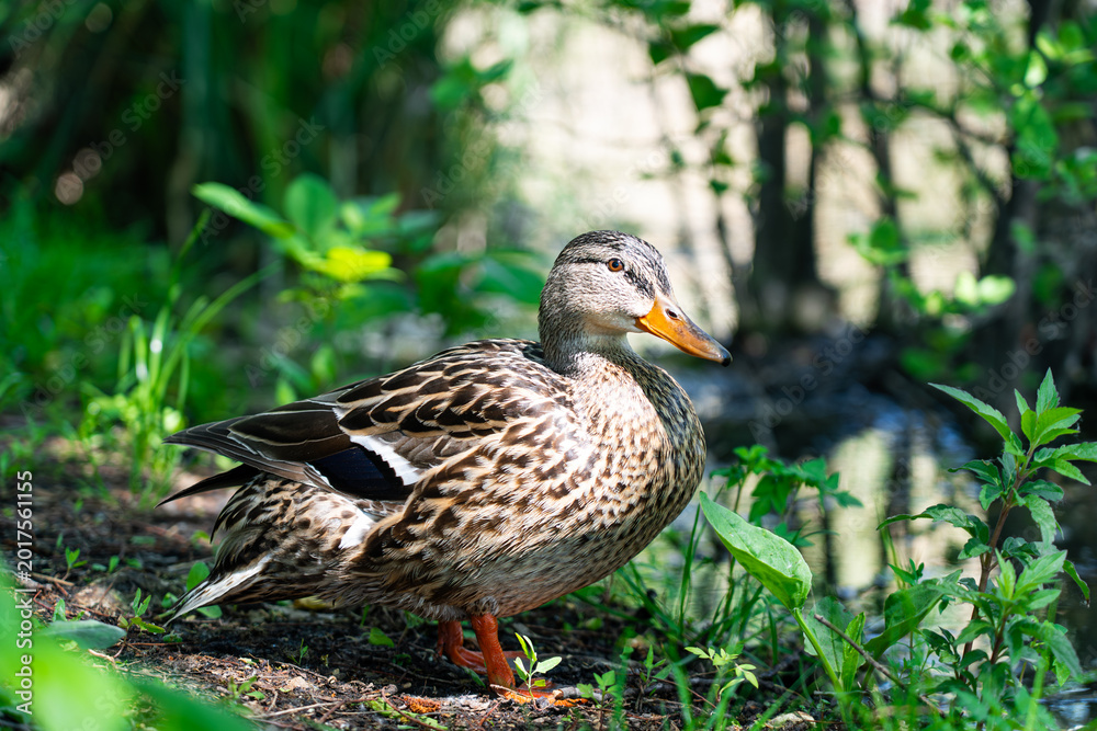 Obraz premium Female mallard duck resting beside forest stream