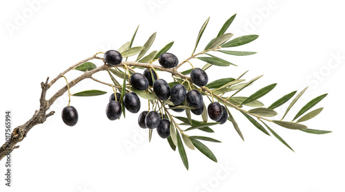 Konstfotografi Fresh green olive branch with black olives PNG transparent background