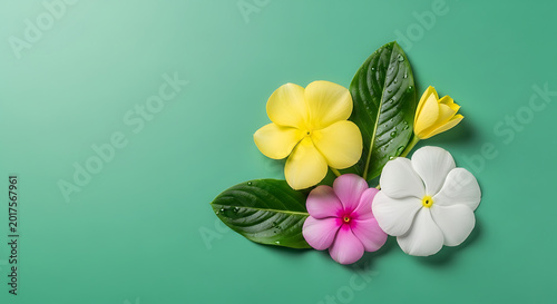 Colorful flowers and green leaves arranged on a teal background  