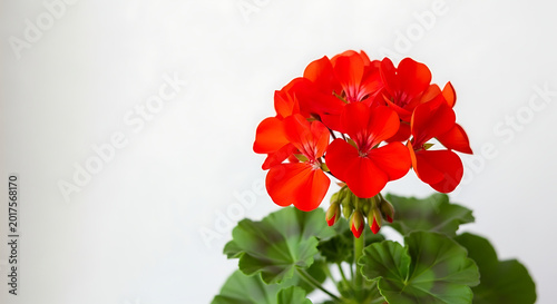 Red geranium flowers blooming in a green plant pot on white background  
