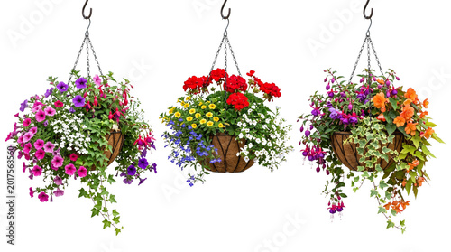 Vibrant hanging flower baskets with colorful petunias and geraniums, decorative garden planters with blooming summer flowers, floral porch decor isolated PNG with Transparent Background