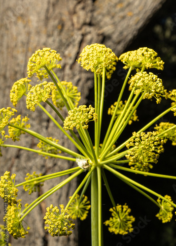 Yellow grass flower in city park  hinojo silvestre (Foeniculum vulgare)