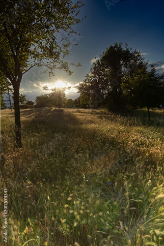 A serene landscape photograph capturing the beauty of a sunset over a tranquil field. The foreground features a large tree with lush green foliage, casting gentle shadows on the grassy field. The
