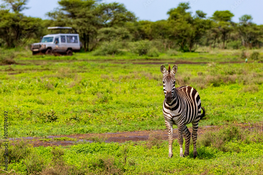 Naklejka premium Zebra