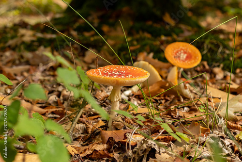 Tableau sur toile Amanita muscaria mushrooms in autumn forest in autumn time