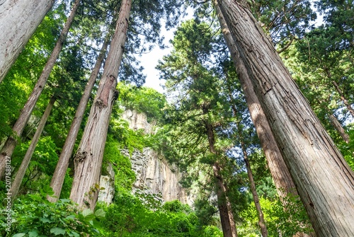 Fotografie 山形市 山寺にある立石寺（山寺）の巨大な岩壁と杉林の風景/Towering Rock Walls and Giant Cedar Trees in Yamade