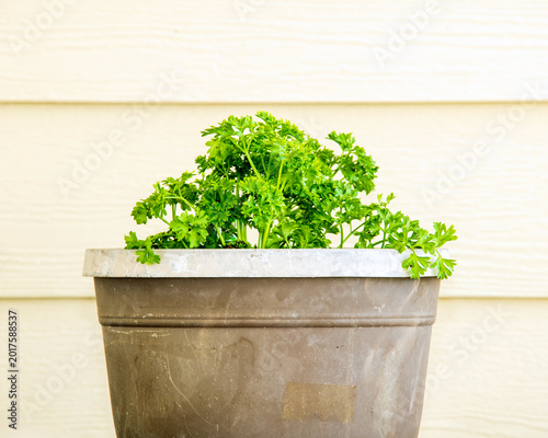 Curled Parsley in a Flower Pot