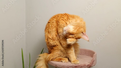Сute feline cat licking itself fur cozy lying on a scratching post near pots with green flowers in room interior and looking fun.  Closeup portrait in home indoors.	
