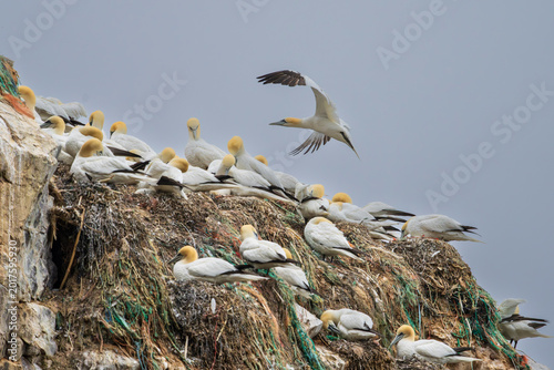 Obraz na płótnie Northern gannet (Morus bassanus)