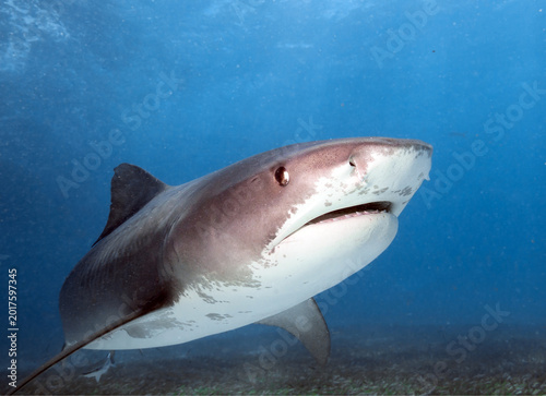 Tiger shark swims in crystal clear sea water.