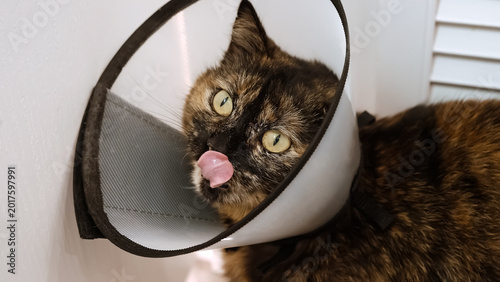 Foto Domestic cat wearing Elizabethan collar licks looking at camera after medicine, injury, surgery, sterilization or castration