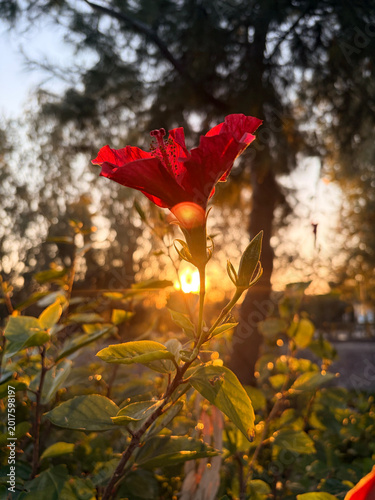 Close-up of vibrant red hibiscus flower during a warm golden hour sunset, with sunlight filtering through leaves creating lens flare and beautiful bokeh background.