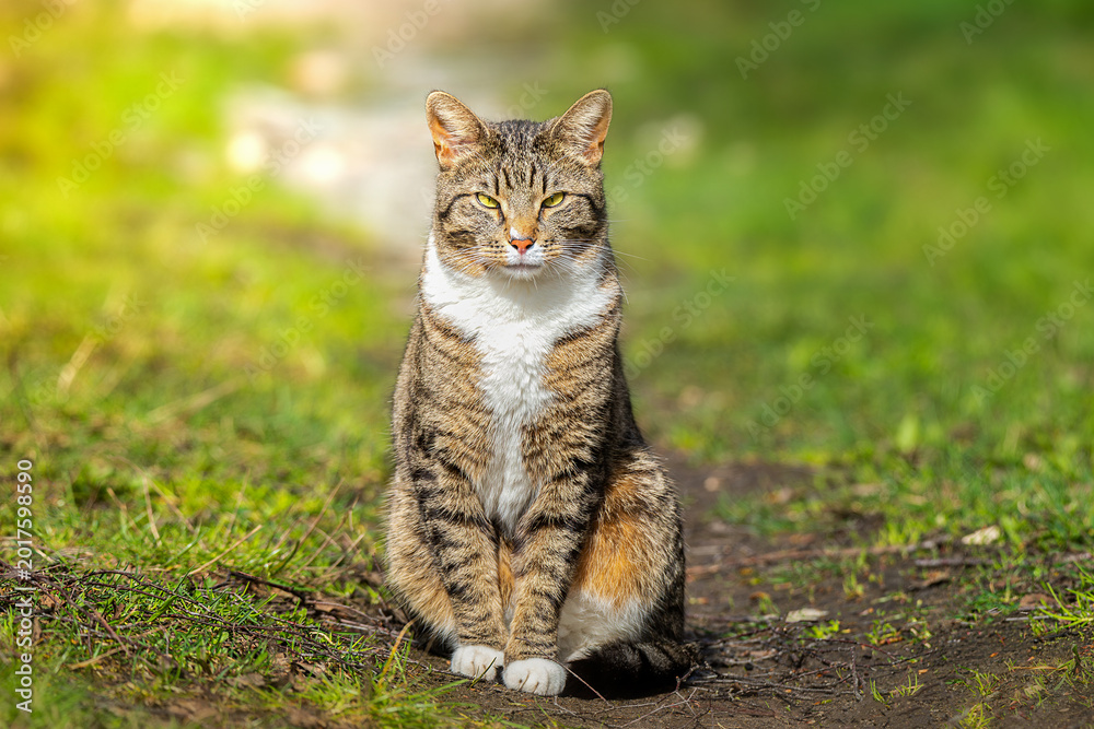 Naklejka premium Grey striped cat posing in pine summer forest