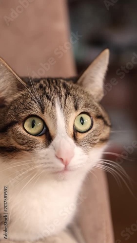 Close-up of a tabby cat with striking green eyes, looking attentively