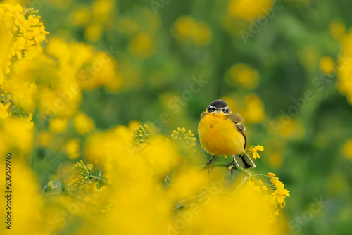 Foto Yellow wagtail in flowering rapeseed field