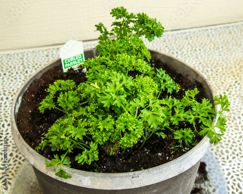 Curled Parsley Growing in Flower Pot