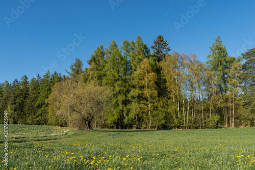 Peaceful Spring Meadow and Forest Landscape in Vysočina