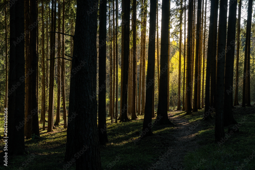 Obraz premium Spruce Tree Silhouettes in Warm Light of the Setting Sun