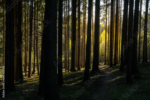 Spruce Tree Silhouettes in Warm Light of the Setting Sun
