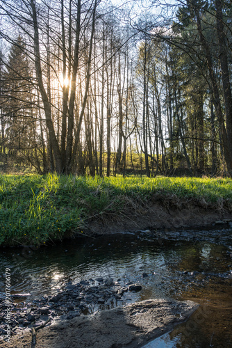 Setting Sun Shining Through Branches of Fresh Spring Trees