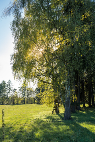 Setting Sun Shining Through Branches of Fresh Spring Trees