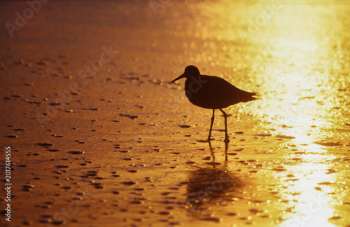 Photography animals life
