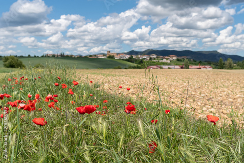 Poppies on the edges of cultivated fields. Izagaondoa, Navarre