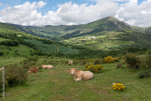 Tableau sur toile Pyrenean breed cows resting in the Ollo Valley, Navarre