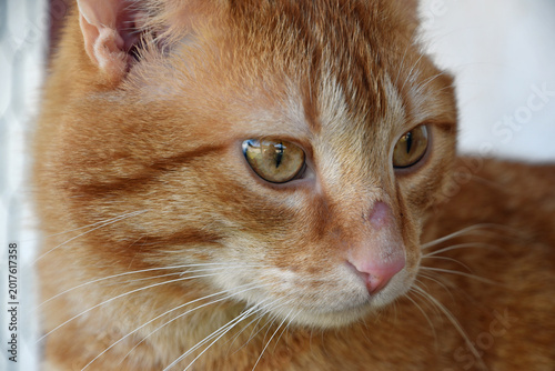 Katze