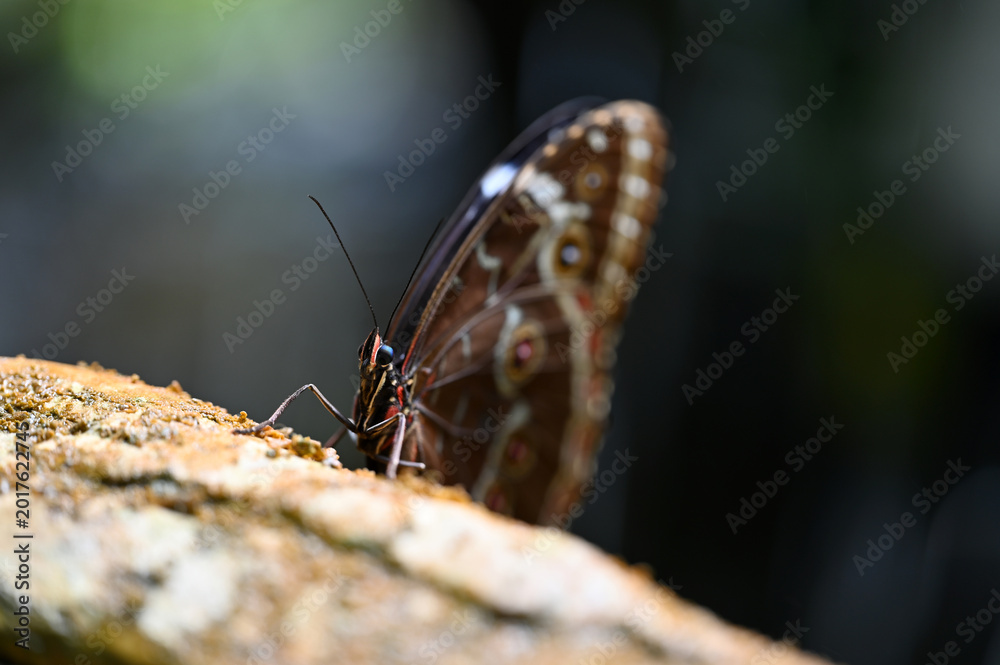 Fototapeta premium Morpho butterfly in its natural habitat