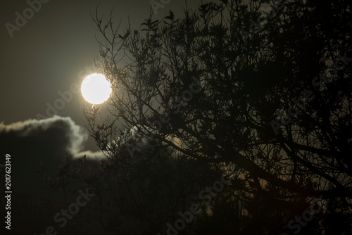 Slika na platnu The sun rises between the branches of a mimosa and a blanket of clouds