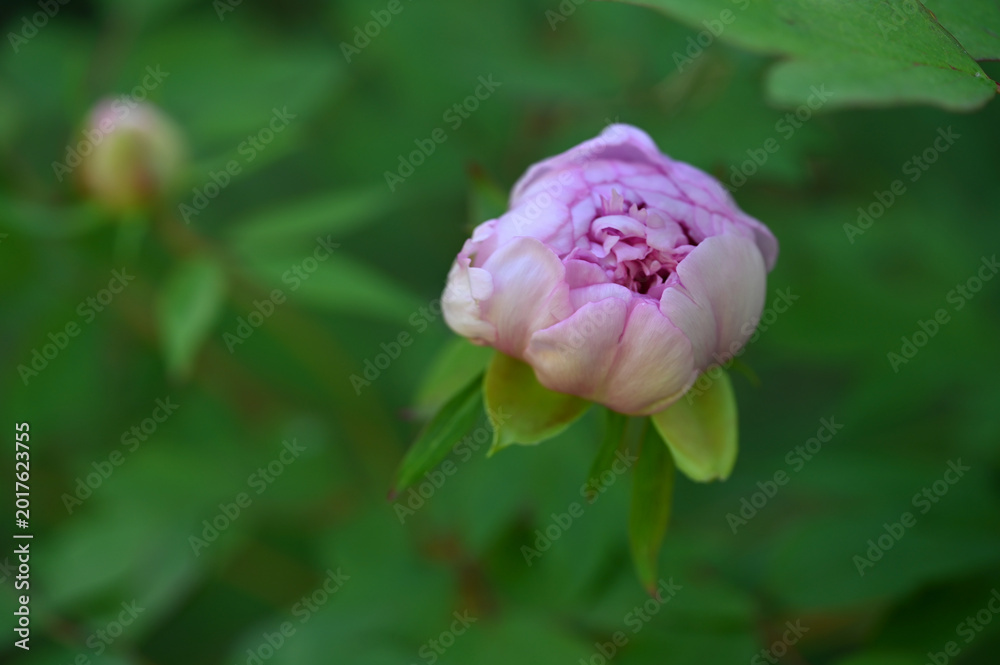 Fototapeta premium Peonies