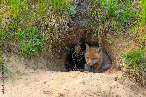 Cute Red Fox cub (Vulpes vulpes) sitting at the entrance of its den. Young fox kit exploring the world outside the burrow in the wild. Natural habitat, sandy soil with grass.