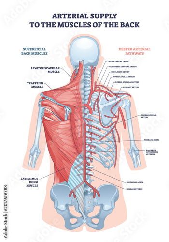 Slika na platnu Arterial supply back muscles visual maps arteries to trapezius and latissimus dorsi, clarifying blood flow around the spine and shoulder girdle