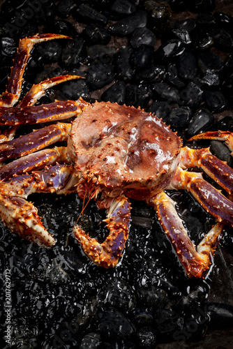 Fotografija Alaskan king crabs roam in water strewn with black pebbles.
