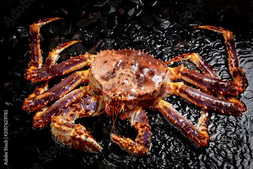 Fotografie Alaskan king crabs roam in water strewn with black pebbles.