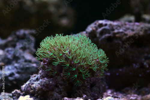 Green Star Polyps (Pachyclavularia violacea) on Coral Reef – Vibrant Green Soft Coral Texture Underwater