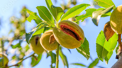 Foto Ripening almond fruit on a tree branch with a split green hull exposing the shel
