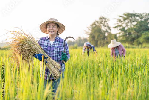 Foto portrait a female farmer one hand holding harvested rice,other hand holding a si