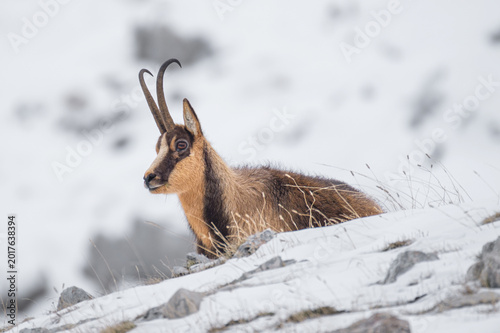 Appennine chamois, rupicapra pyrenaica ornata