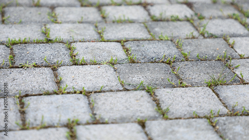 Photography Weeds emerging between the cracks of grey concrete paving stones, illustrating n