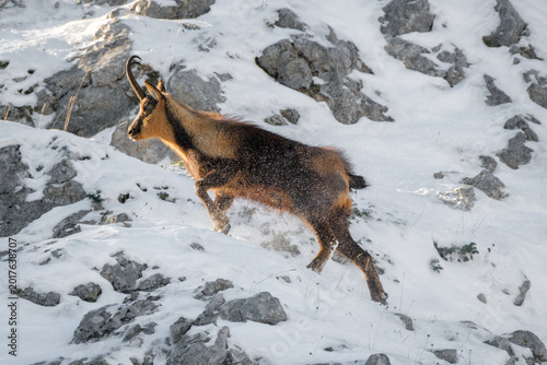 Appennine chamois, rupicapra pyrenaica ornata