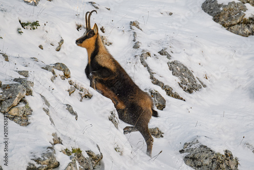 Appennine chamois, rupicapra pyrenaica ornata