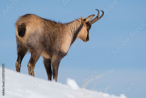 Appennine chamois, rupicapra pyrenaica ornata
