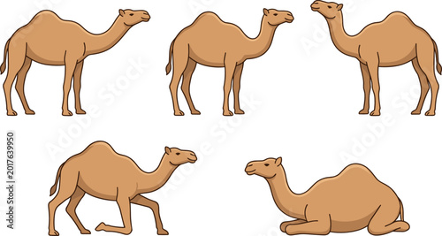 Photos Cartoon camel collection with various poses standing walking and sitting single