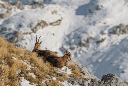 Appennine chamois, rupicapra pyrenaica ornata