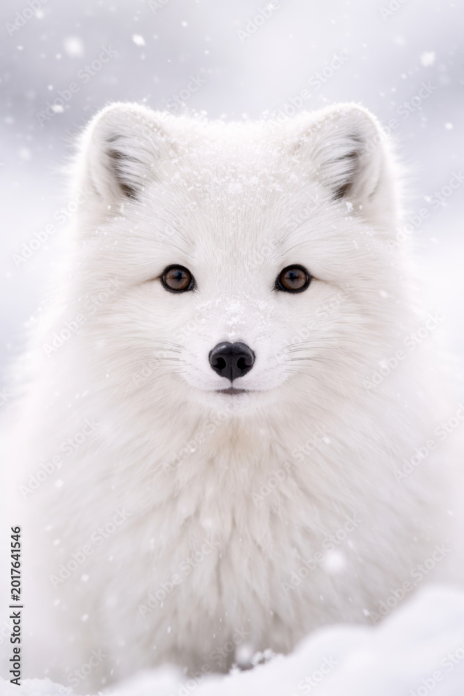 Obraz premium Charming arctic fox with snowy background and soft fur