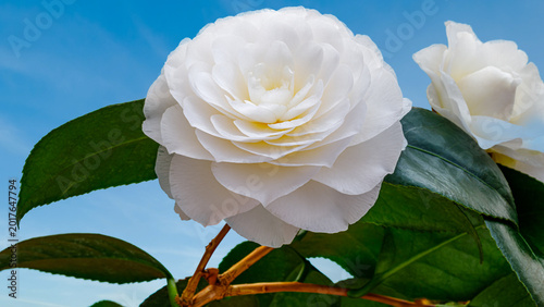 Camellia flower blooms in a garden under a clear blue sky during springtime in the afternoon